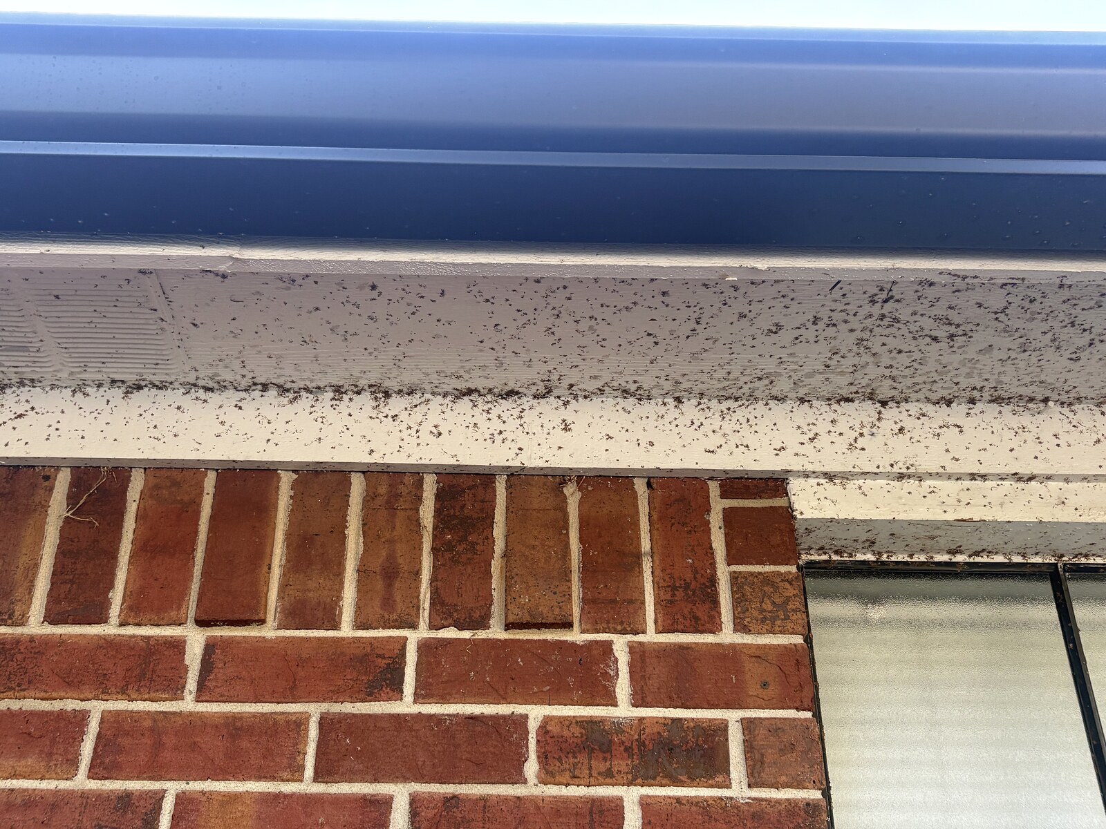 Before pressure washing - mildew-stained gutter and fascia
